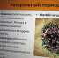 Антивирус морбилливирус - Евпаторийская ДКБ